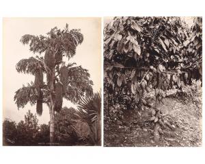 SCOWEN CHARLES T. 1852-1948,Caryota urens (Kitul) ; Theobroma cacao,Finarte IT 2022-04-29