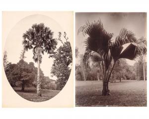 SCOWEN CHARLES T. 1852-1948,Corypha umbraculifera, Talipot palm ; Lodoicea Sey,Finarte IT 2022-04-29