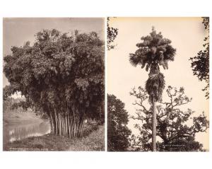 SCOWEN CHARLES T. 1852-1948,Giant Bamboo ; Corypha umbraculifera, Talipot,Finarte IT 2022-04-29