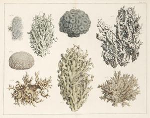 SEBA Albertus 1665-1736,Coral studies III,Subastas Segre ES 2024-02-06