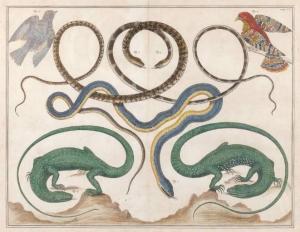 SEBA Albertus 1665-1736,Snakes, Birds, and Reptiles,Butterscotch Auction Gallery US 2022-03-20