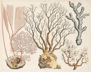 SEBA Albertus 1665-1736,Study of corals I,Subastas Segre ES 2024-02-06
