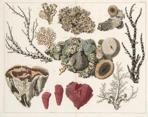 SEBA Albertus 1665-1736,Study of corals II,Subastas Segre ES 2024-02-06