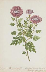 SEDELMAYER Martin,Deux études de plantes: Chrysanthemum indicum,Millon & Associés 2012-06-29