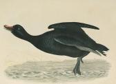 SELBY Prideaux John 1788-1867,'Black Scoter, Male', 'Scaup Duck', 'Eider Duck, M,Bonhams 2004-07-28