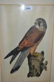 SELBY Prideaux John 1788-1867,British Ornithology,Lawrences of Bletchingley GB 2017-04-25