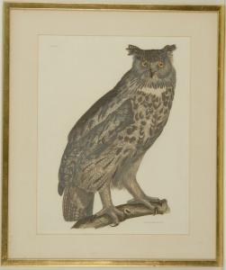 SELBY Prideaux John 1788-1867,Great Eared Owl,Eldred's US 2008-07-30