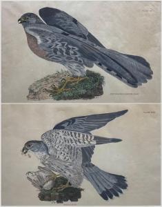 SELBY Prideaux John 1788-1867,sh Coloured Harrier (Male)' and 'Merlin,Duggleby Stephenson (of York) 2023-09-08