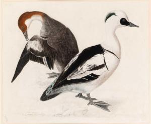 SELBY Prideaux John 1788-1867,Smews, Male and Female,William Doyle US 2024-01-25