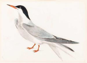 SELBY Prideaux John 1788-1867,The Sandwich Tern,William Doyle US 2024-01-25