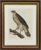 SELBY Prideaux John 1788-1867,Young Goshawk, Male,Skinner US 2016-10-30