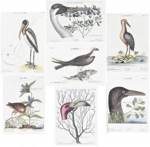 SELIGMANN Johann Michael 1720-1762,Waterbirds Tab. L, LXII, LVI, IV, XL, XLVIII, LXX,Brunk Auctions 2022-07-15
