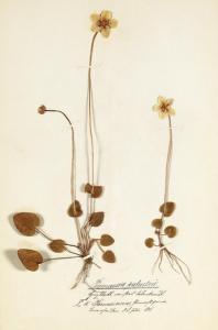 Seyler A,Herbarium,Ketterer DE 2007-11-19