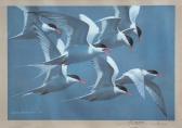 SHACKLETON Keith 1923-2015,Gulls in flight,Keys GB 2017-09-22