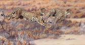 SHARROCK Joan 1946,Cheetahs in Hot Persuit,2000,Christie's GB 2000-11-16