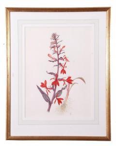 SHAW Barbara,Floral Still Life - Cardinal Flowers,Keys GB 2021-10-15