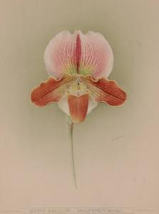 SHAW E.W,Botanical studies of orchids,Burstow and Hewett GB 2009-03-25