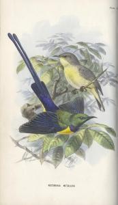 SHELLEY George Ernest,A Handbook to the Birds of Egypt,Bonhams GB 2013-06-19