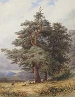 SHEPHERD Lewis H,Pine tree with a group of deer,Woolley & Wallis GB 2017-03-15