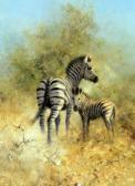 SHEPHERED DAVID,ZEBRA MOTHER AND FOAL, ETOSHA,Richard Winterton GB 2018-03-06