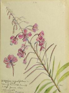 sherwood vosburg stella,Wildflowers of the Pacific Coast,1920,Bonhams GB 2009-05-18