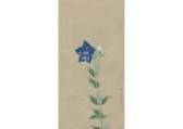 SHINSEN Tokuoka 1896-1972,Bellflower,Mainichi Auction JP 2019-02-09