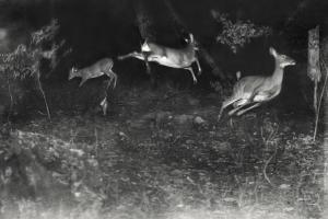 SHIRAS GEORGE,Deer Leap in Earliest Nighttime Flash Photography,2013,Christie's GB 2013-11-19