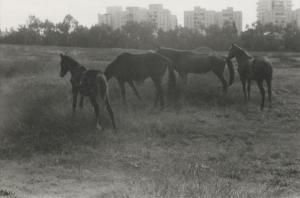 SHIRMAN Simcha 1947,Horses,Tiroche IL 2023-01-28