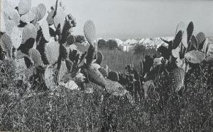 SHIRMAN Simcha 1947,Landscape with Sabra,Montefiore IL 2024-03-05
