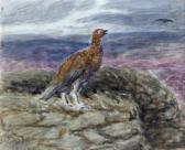 SHORT George Anderson 1856-1945,Red Grouse,Peter Wilson GB 2013-02-20