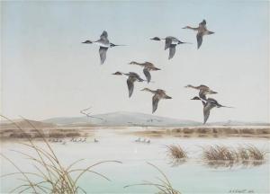 SHORTT Angus Henry 1908-2006,Pintails,1945,Copley US 2022-07-14