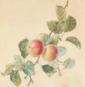 SILLETT James 1764-1840,Study of apples,Woolley & Wallis GB 2021-08-11