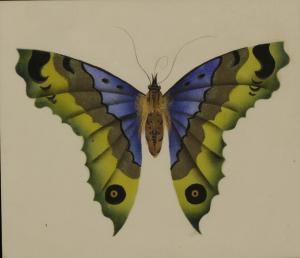 SILVER Anna,A STUDY OF A BUTTERFLY,Duke & Son GB 2016-09-15