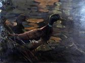 SIMPSON CHARLES,Mallard,David Lay GB 2014-07-31