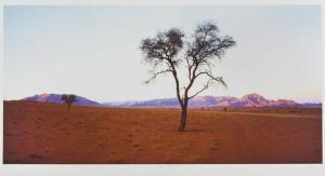 SIMPSON Chris 1952,NAMIBIAN DESERT TREE,Stephan Welz ZA 2016-06-07