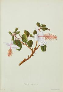 Sinclair isabella 1842-1900,Indigenous Flowers of the Hawaiian Islands,Bonhams GB 2017-09-26