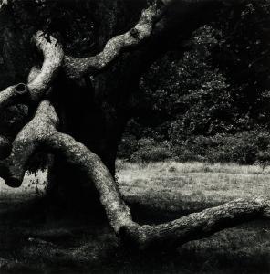 SISKIND Aaron 1903-1991,The Tree #36,1973,Barridoff Auctions US 2024-04-13