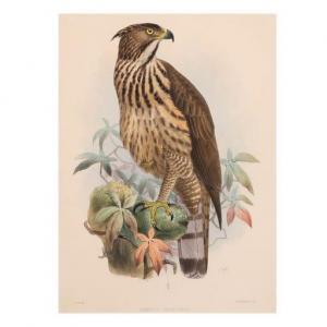 SMIT J,Limnaetus Philippensis (Philippine Hawk Eagle),Leon Gallery PH 2021-07-16