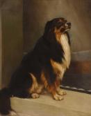 SMITH annie 1900-1900,Portrait of a collie dog,1888,Sworders GB 2023-09-26