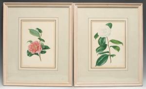 SMITH Edwin Dalton 1800-1883,Botanical Studies, White and Red,1898,Bamfords Auctioneers and Valuers 2021-07-21
