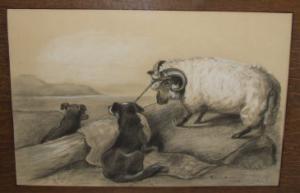 SMITH Ella B 1900-1900,A study of a ram and two dogs,Charterhouse GB 2007-05-25