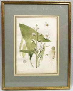 smith george fern,three watercolour illustrations of British Flora: ,1861,Cheffins 2017-07-12