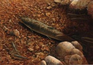 Smith Richard 1931-2016,Quiet Waters - resting salmon,1989,Christie's GB 1999-11-26