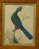 SMITH Sarah 1700-1800,Smith, An exotic bird in a branch, signed, waterco,Sworders GB 2008-02-27