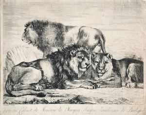 SNEIVERS,Lions,1760,Vltav CZ 2017-03-30