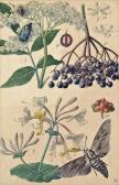 SOLTAU Otto 1885-1915,A group of seven designs for botanical plates,Christie's GB 2013-12-05