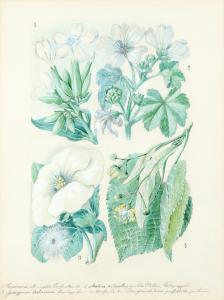 SOLTAU Otto 1885-1915,Four studies of flowers including common soapwort ,Woolley & Wallis 2021-08-11