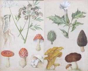 SOLTAU Otto 1885-1915,Study of fungi and flowers,Tennant's GB 2023-05-26