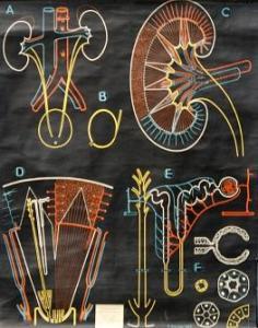 SOUGY P,The renal system,1952,Fieldings Auctioneers Limited GB 2016-11-12
