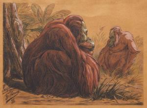 SOURY Gustave 1884-1966,Les orang-outans,1941,Mercier & Cie FR 2019-05-12
